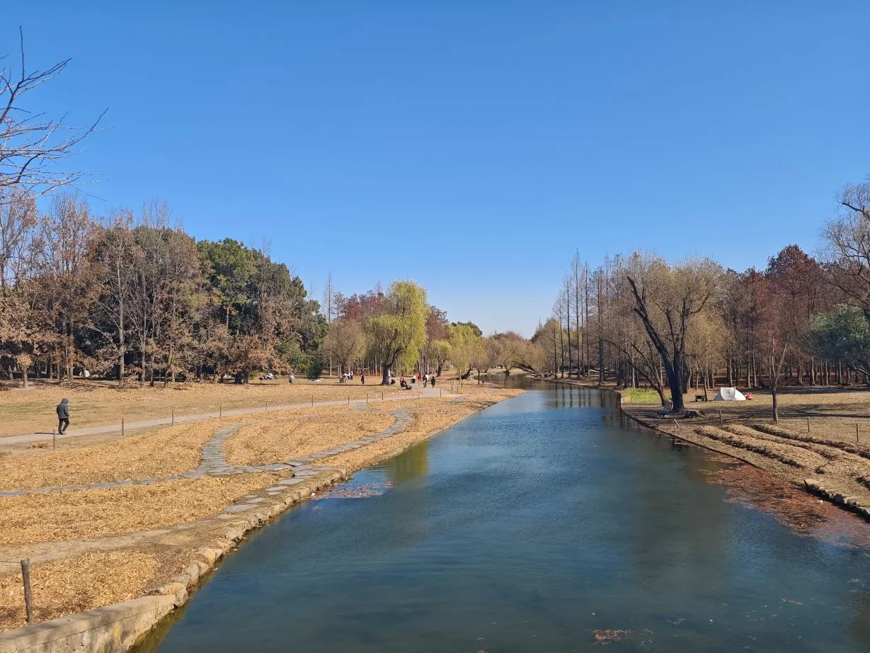 独游上海共青国家森林公园